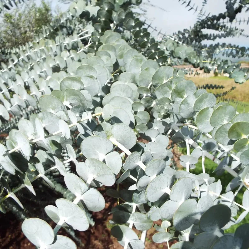 Silver Dollar Eucalyptus Plant Live Tree 3-5 Inch Silver Foliage