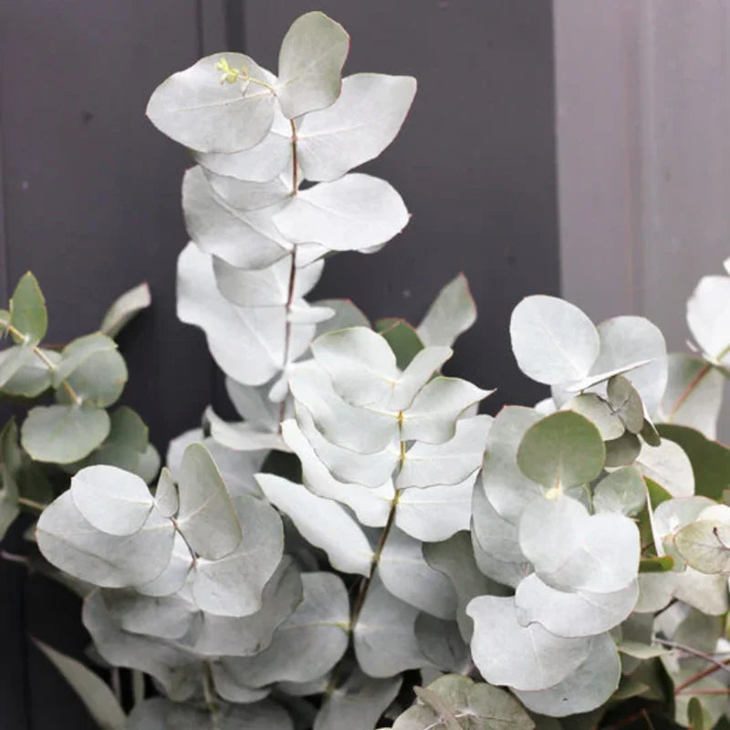 Silver Dollar Eucalyptus Plant Live Tree 3-5 Inch Silver Foliage