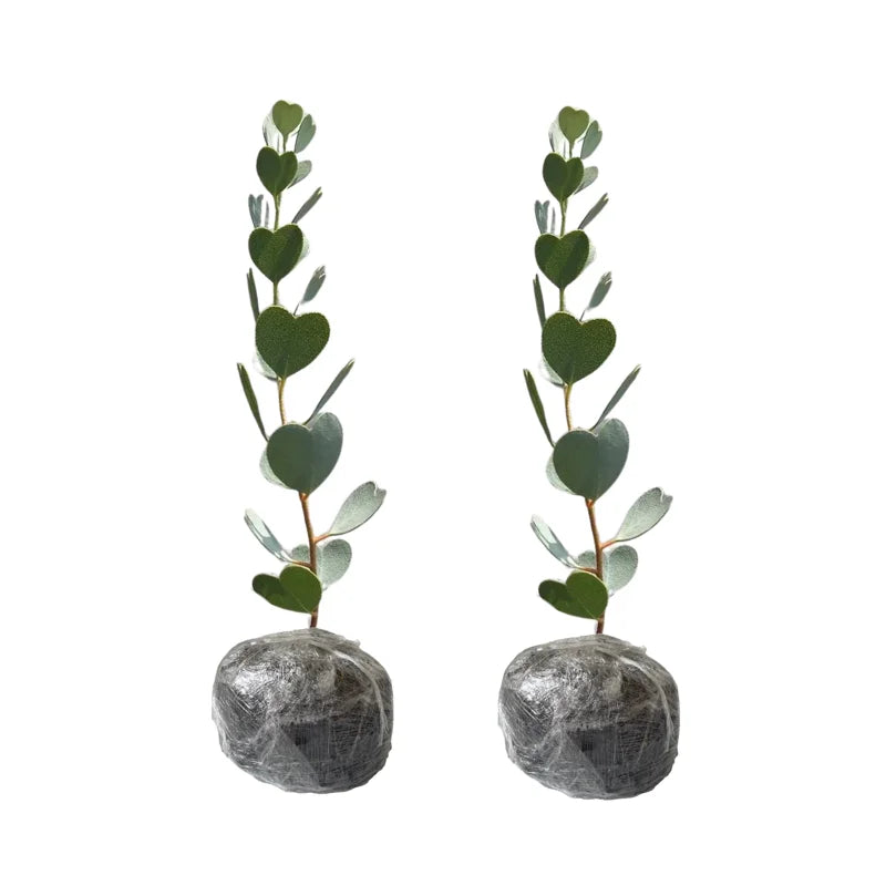 Silver Dollar Eucalyptus Trees Live Plant 3-6 Inches No Pot