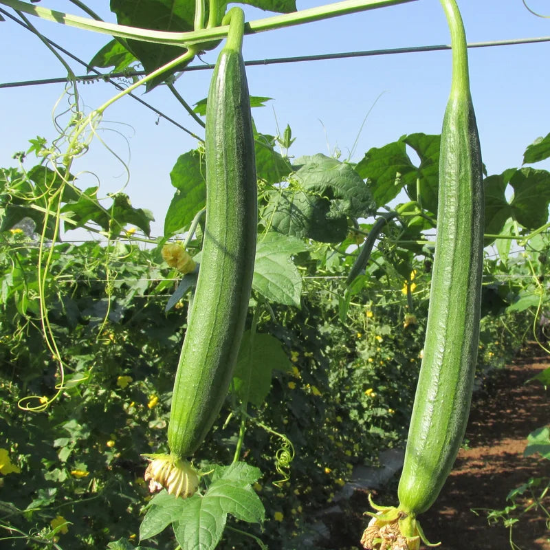 Smooth Luffa Plant 4" Pot - 4-8 Inch Tall - Fast Growing Sponge Gourd