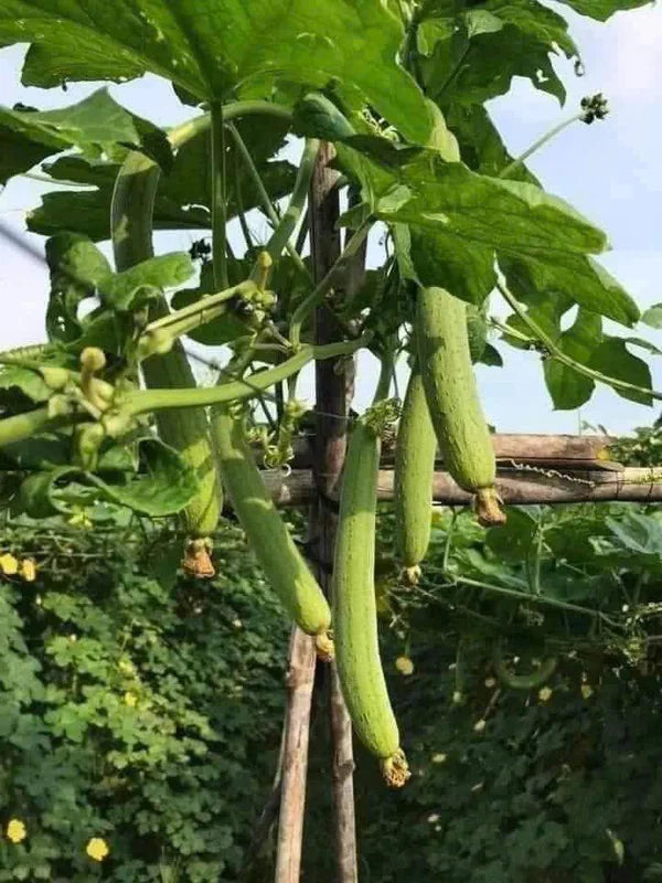 Smooth Luffa Plant 4" Pot - 4-8 Inch Tall - Fast Growing Sponge Gourd