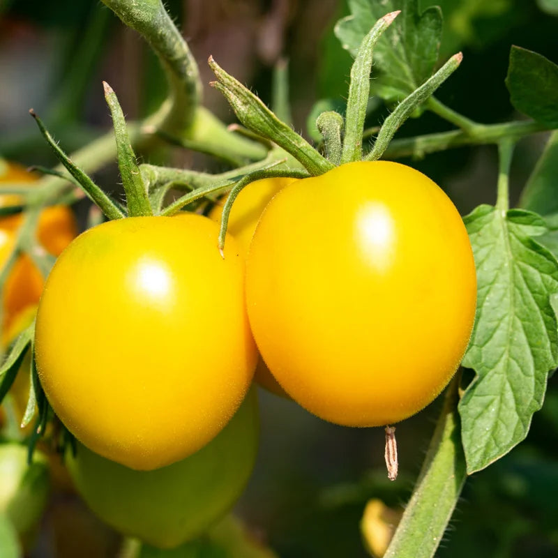 Snow White Cherry Tomato Plant Vegetable Plant 2.5 Inch Pot