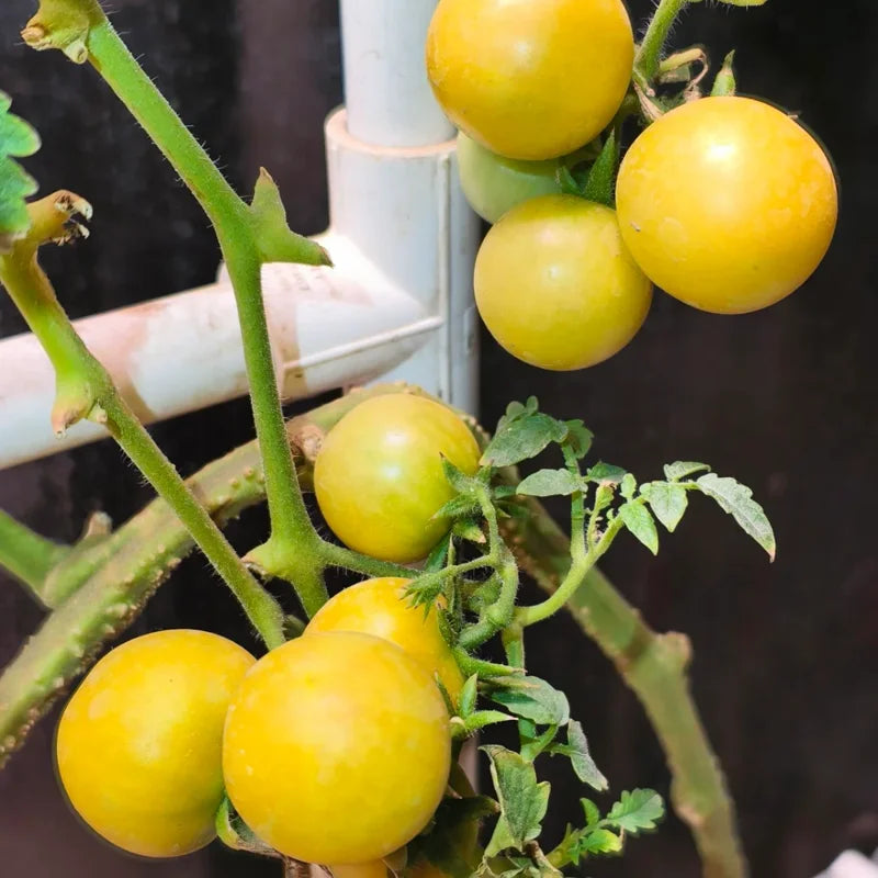 Snow White Cherry Tomato Plant Vegetable Plant 2.5 Inch Pot