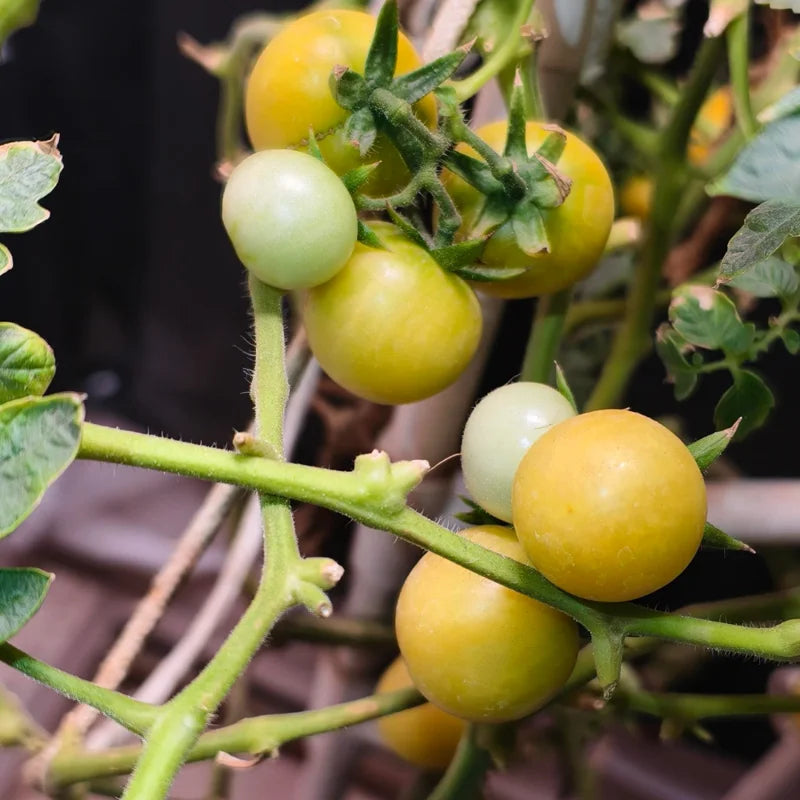 Snow White Cherry Tomato Plant Vegetable Plant 2.5 Inch Pot