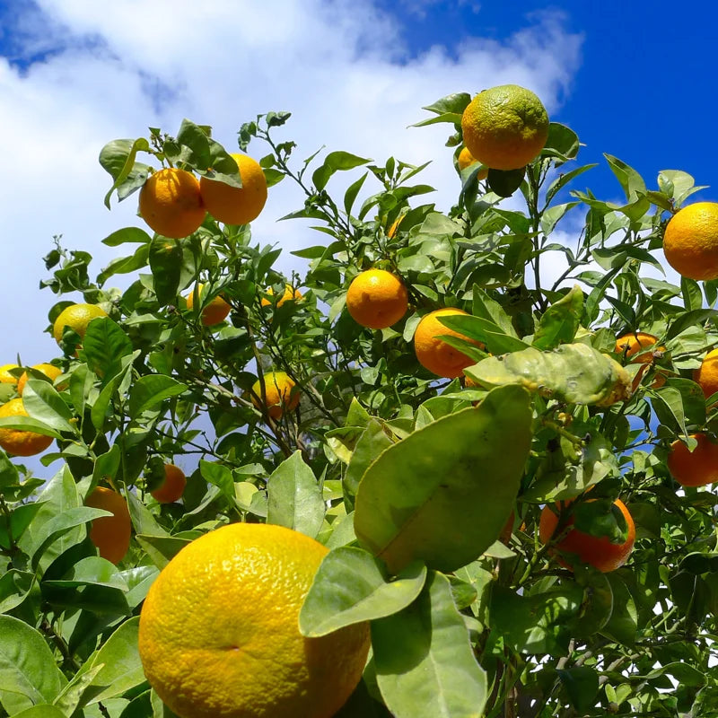 Sour Orange Tree Live Plant 2-3 Ft Height in 1 Gallon Pot No Shipping to CA