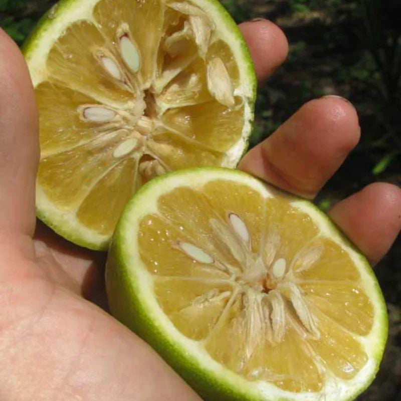 Sour Orange Trees Live Plants - Bitter Orange Fruit Tree - 2-3 ft - 1 Gallon Pot No Shipping to CA