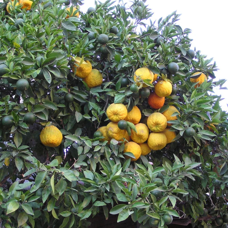 Sour Orange Tree Live Plant 2-3 Ft Height in 1 Gallon Pot No Shipping to CA