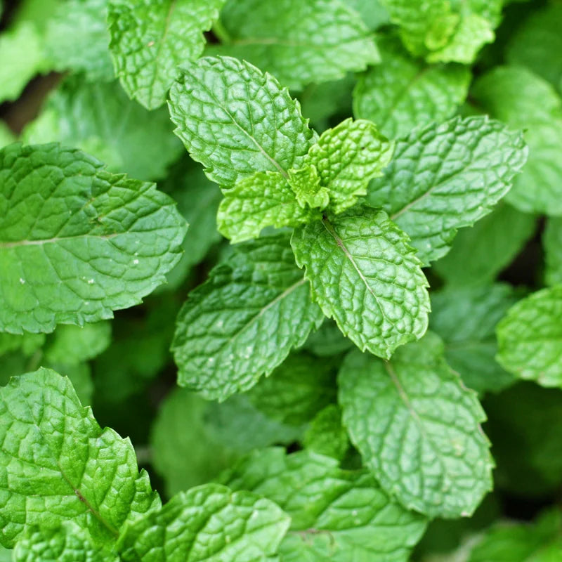 Spearmint Plant - 2 Live Herb Plants - 6-8 Inch - Garden Ready