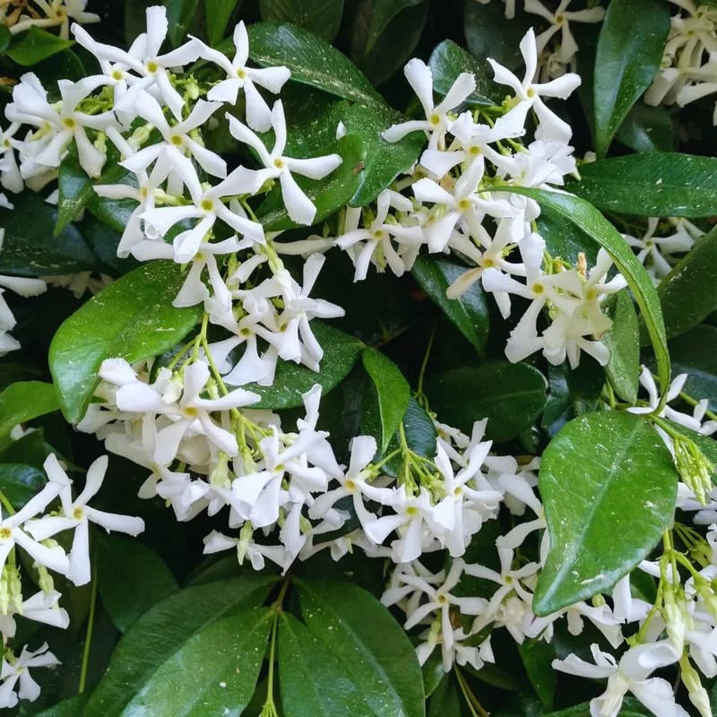 Star Jasmine Plant Live - 2 Pack 3-6 Inch Tall Potted Jasmine - Outdoor Indoor