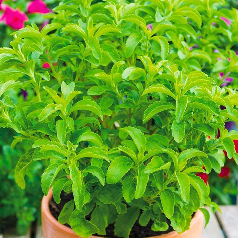 2 Stevia Plants Live, Sweet Leaf Stevia Well Rooted Herb Plug, 4-6 Inch Height