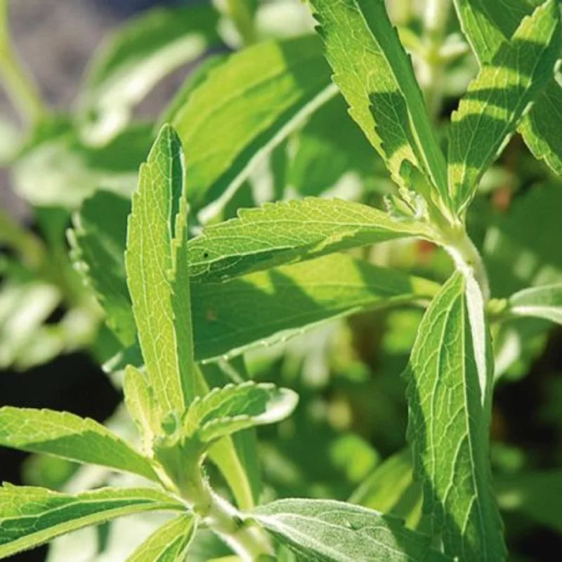 2 Stevia Plants Live, Sweet Leaf Stevia Well Rooted Herb Plug, 4-6 Inch Height