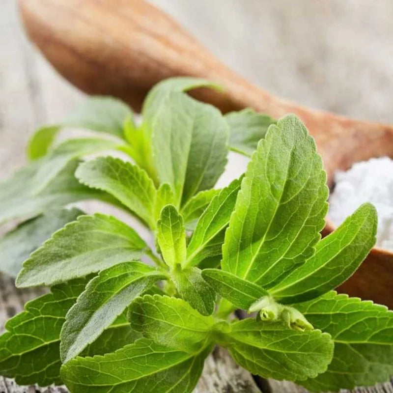 2 Stevia Plants Live, Sweet Leaf Stevia Well Rooted Herb Plug, 4-6 Inch Height