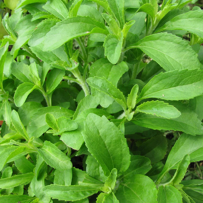 Stevia Plant Sweet Leaves Herb - 3-6 Inch Tall - Unpotted