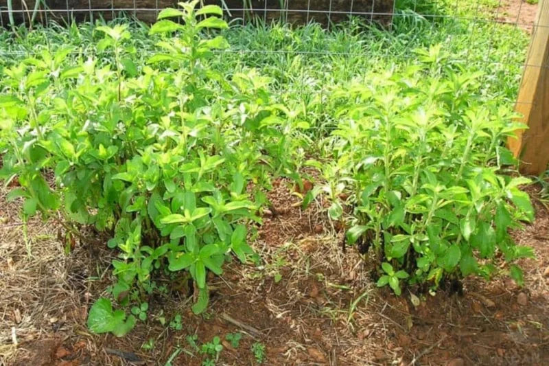 Stevia Plants Live - 2 Pack Stevia Herb Plant for Garden