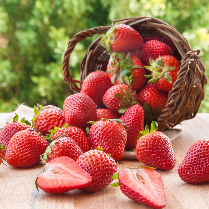 Strawberry Plants 10 Bare Roots for Planting - Garden Ready