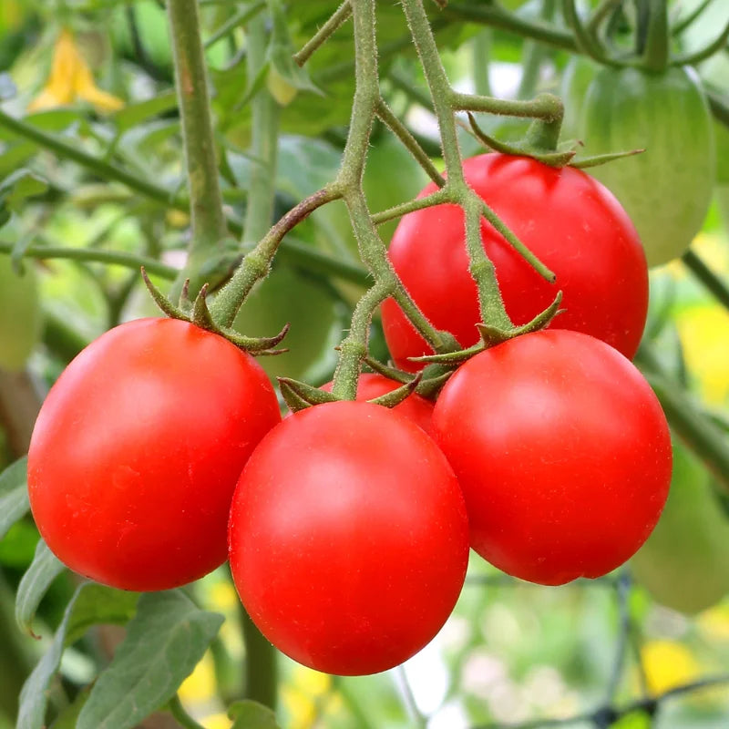 Stupice Tomato Plant - Vegetable Plant - 2.5 Inch Pot - Garden Ready