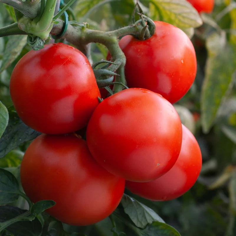 Stupice Tomato Plant - Vegetable Plant - 2.5 Inch Pot - Garden Ready