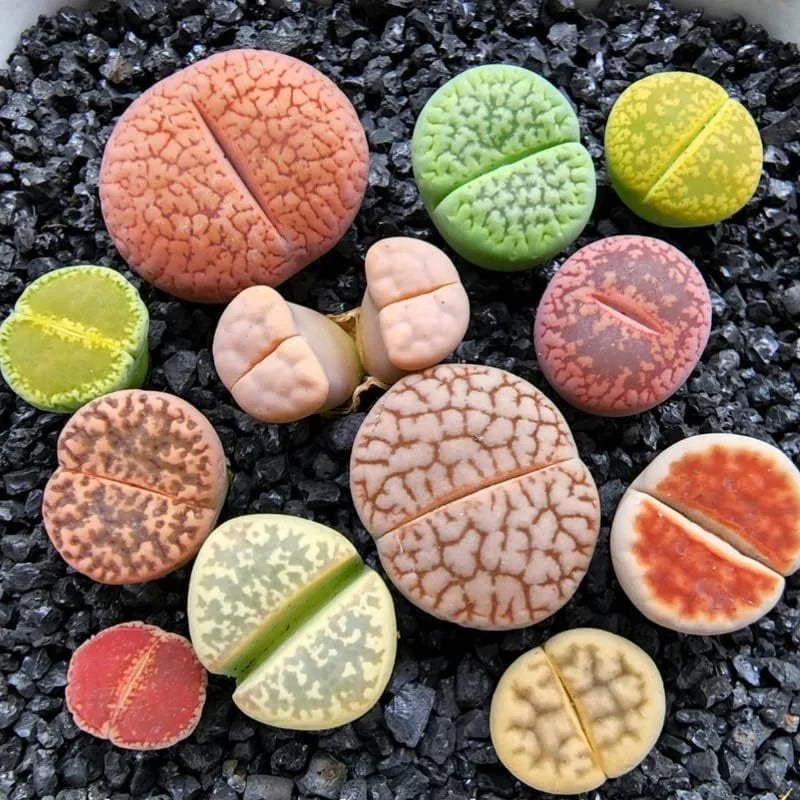 Succulent Lithops Live Plants - 20 Mixed Living Stones - Ornament Flower Pot Garden Gift