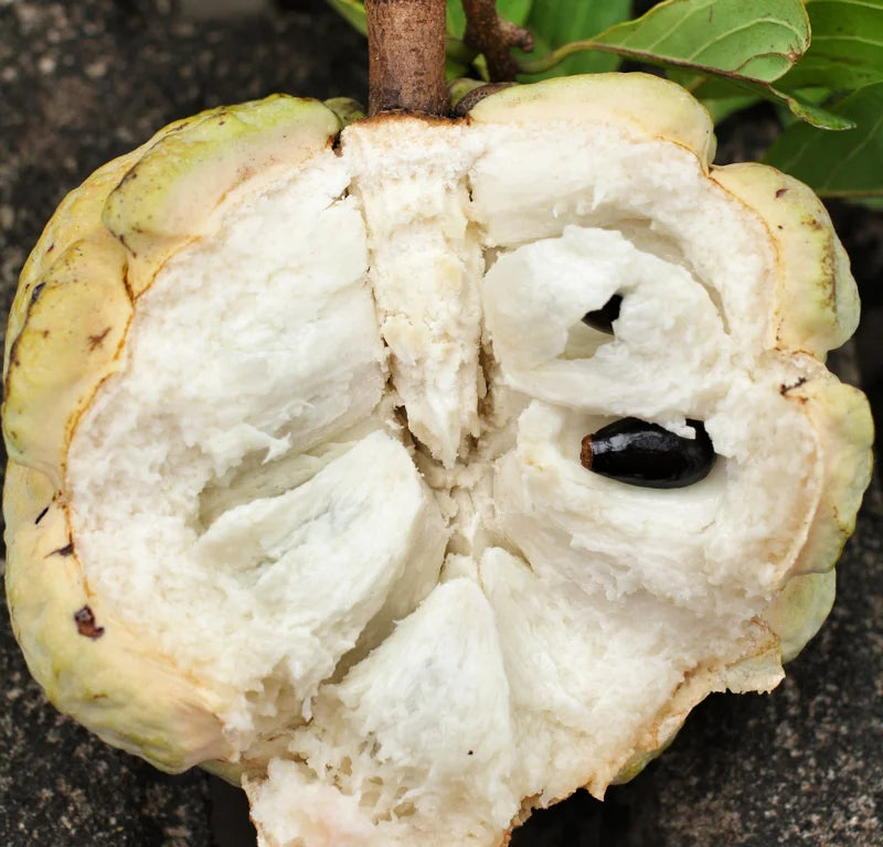 Sugar Apple Tree Seeds - Annona Squamosa - Tropical Fruit Growing