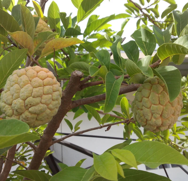 Sugar Apple Tree Seeds - Annona Squamosa - Tropical Fruit Growing