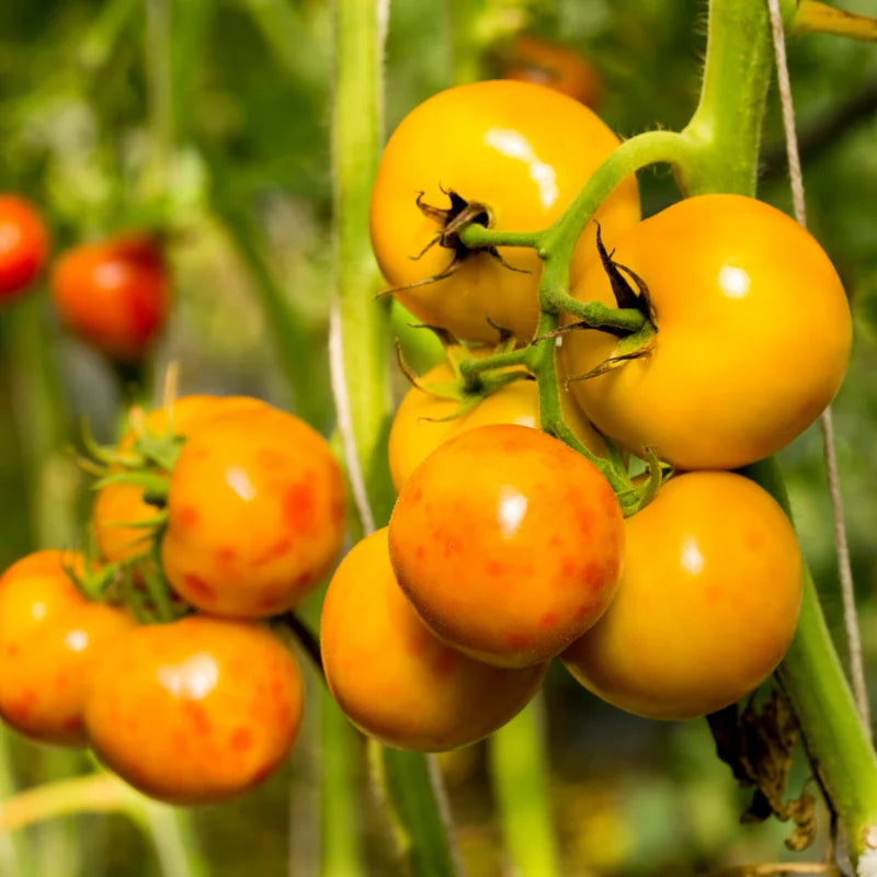 Sungold Tomato Plant - 4 Inch Potted Vegetable Plant