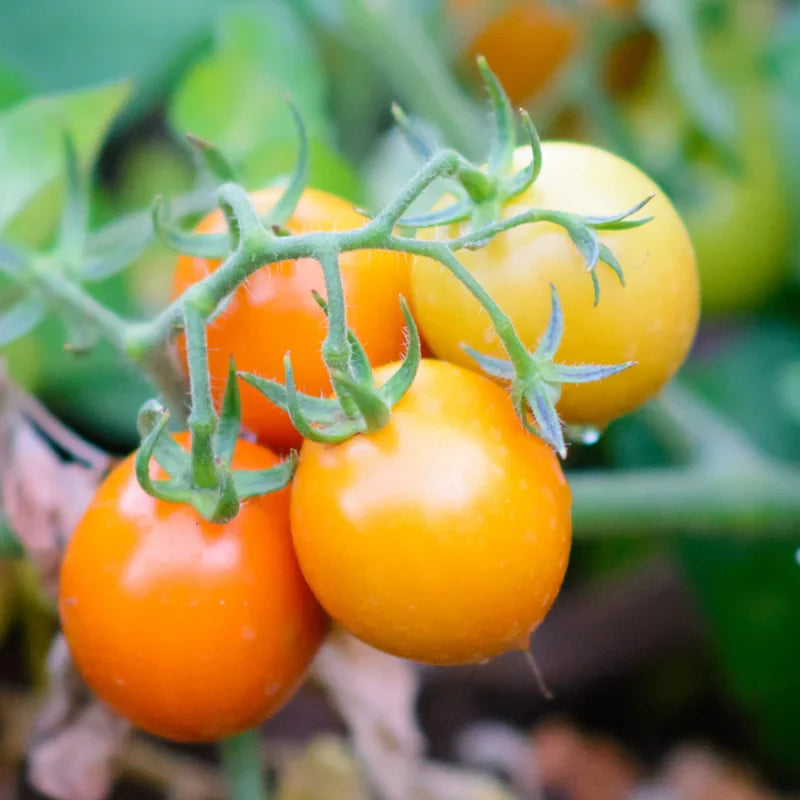 Sungold Tomato Plant - 4 Inch Potted Vegetable Plant