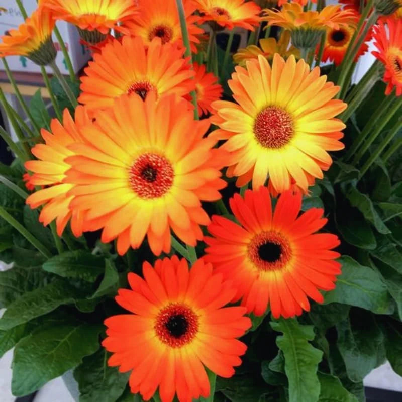 Sunset Gerbera Daisy Plants Live - 3 Pack, 3-5 Inch Tall - Colorful Daisy Plant Pot