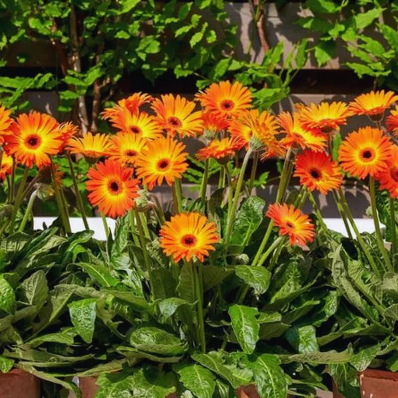Sunset Gerbera Daisy Plants Live - 3 Pack, 3-5 Inch Tall - Colorful Daisy Plant Pot