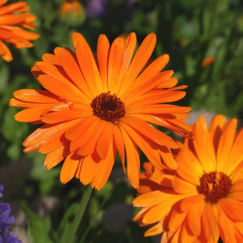 Sunset Gerbera Daisy Plants Live - 3 Pack, 3-5 Inch Tall - Colorful Daisy Plant Pot