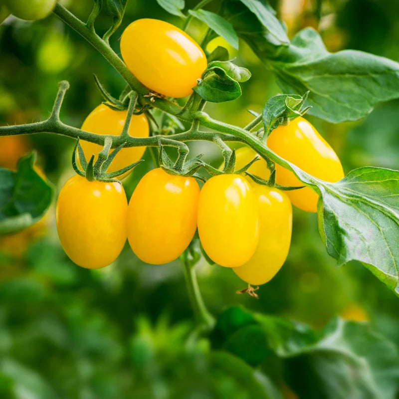 Sunsugar Tomato Plant 4 Inch Potted Live Vegetable Plant