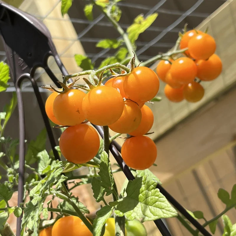 Sunsugar Tomato Plant 4 Inch Potted Live Vegetable Plant