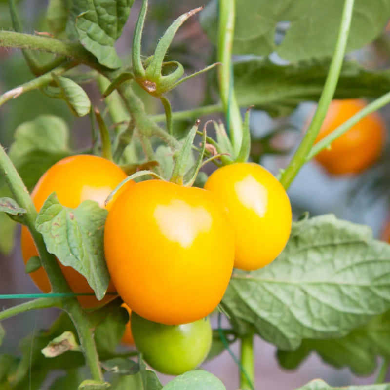 Sunsugar Tomato Plant 4 Inch Potted Live Vegetable Plant