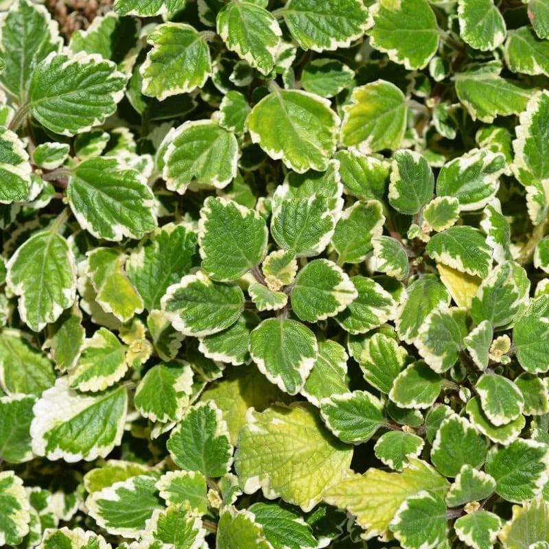 Swedish Ivy Plectranthus - 2 Live Plants in 4 Inch Pots - Variegated Swedish Ivy Mint Starter Plants