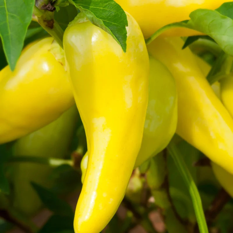 3 Sweet Banana Pepper Plants - Vegetable Plant - LIVE PLANTS 75 Days Old - Garden Ready