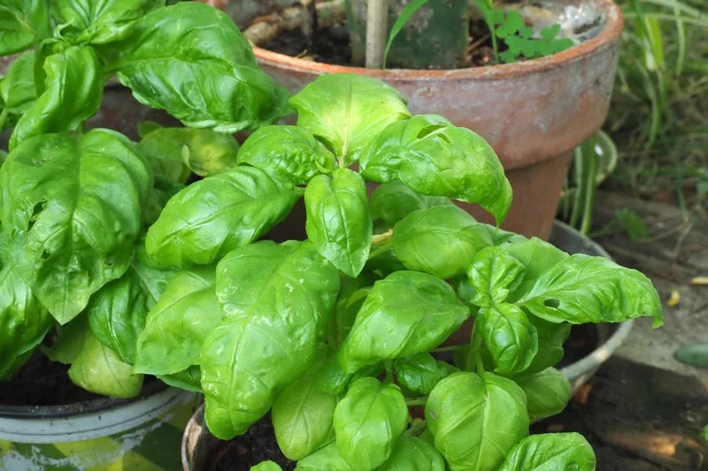 Large Leaf Basil Plants - 4 Sweet Basil Plants - 3in Potted Live Starter Plants