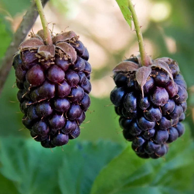 Sweet Boysenberry Plants - 2 Live Berry Plants 5-8 Inch Tall - Outdoor Garden Starter