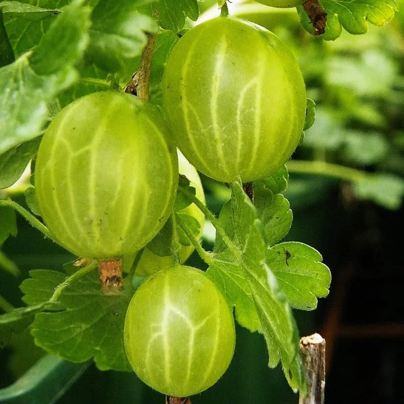 Sweet Gooseberry Bush Live Plant - Pixwell Bareroot Starter Plant 6-12 Inches