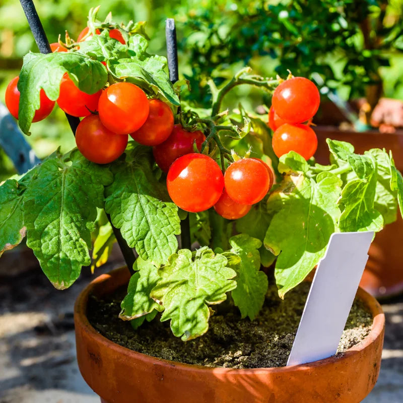 Sweet Million Cherry Tomato Plant - 2.5 Inch Pot - Fruit Vegetable Plant