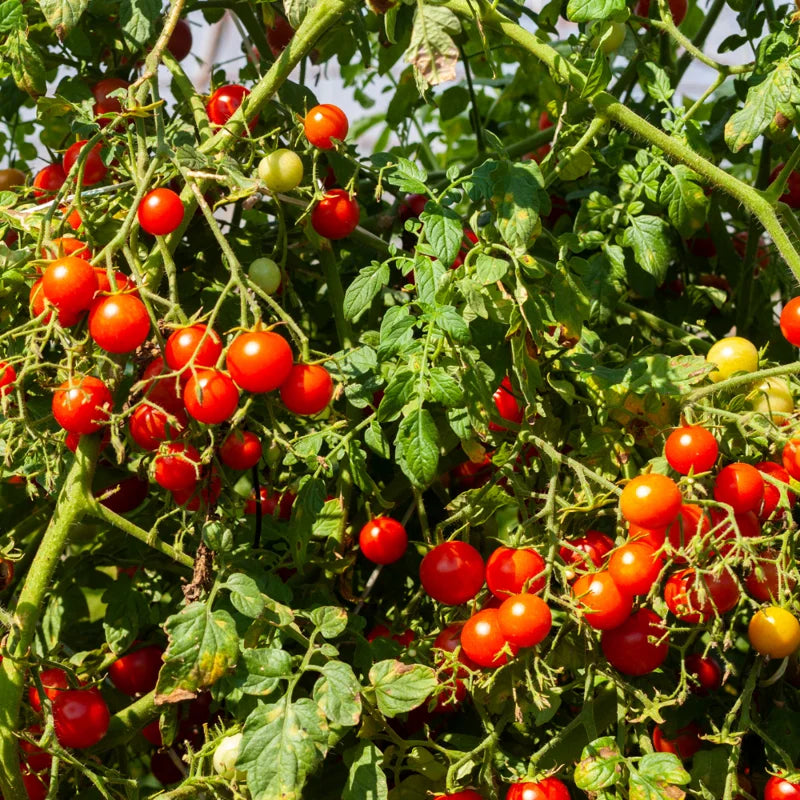 Sweet Million Cherry Tomato Plant - 2.5 Inch Pot - Fruit Vegetable Plant