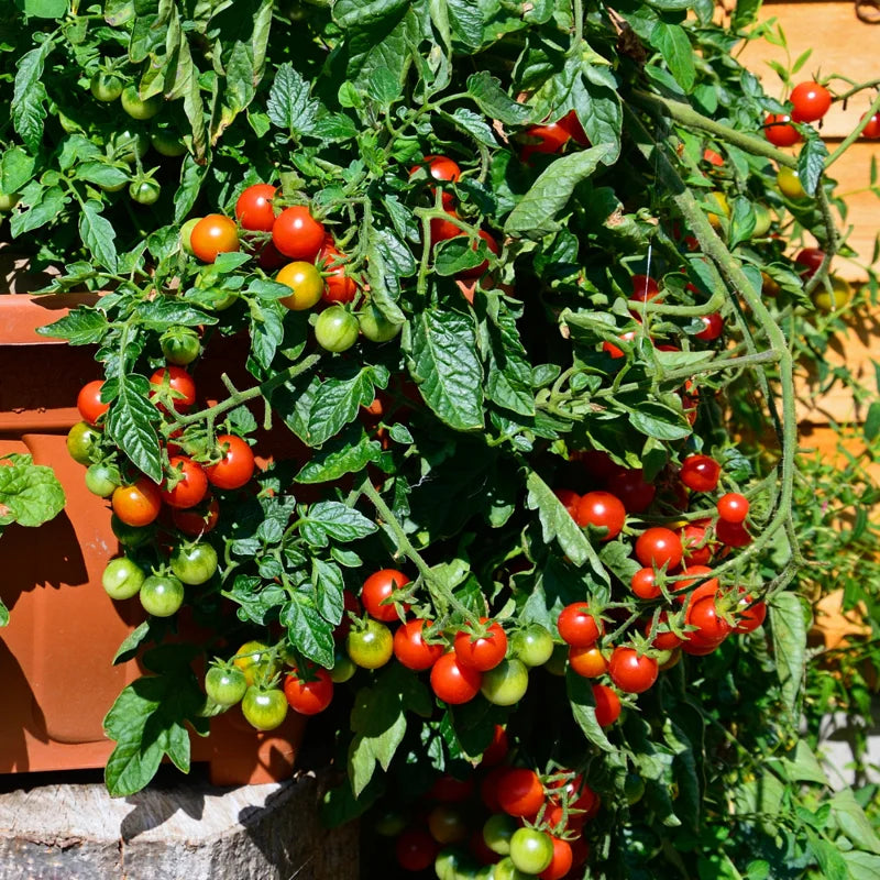Sweet Million Cherry Tomato Plant - 2.5 Inch Pot - Fruit Vegetable Plant