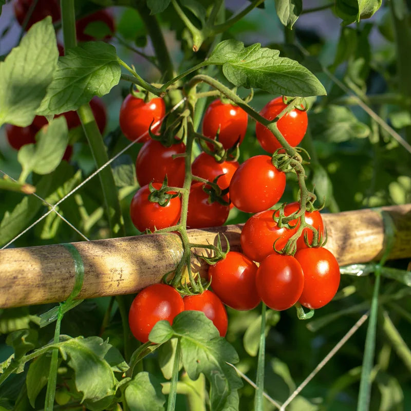 Sweet Million Cherry Tomato Plant - 2.5 Inch Pot - Fruit Vegetable Plant