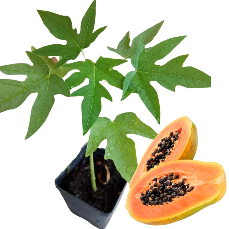 Sweet Papaya Tree Live Plant - 3.5 Inch Pot - Gardening Ready