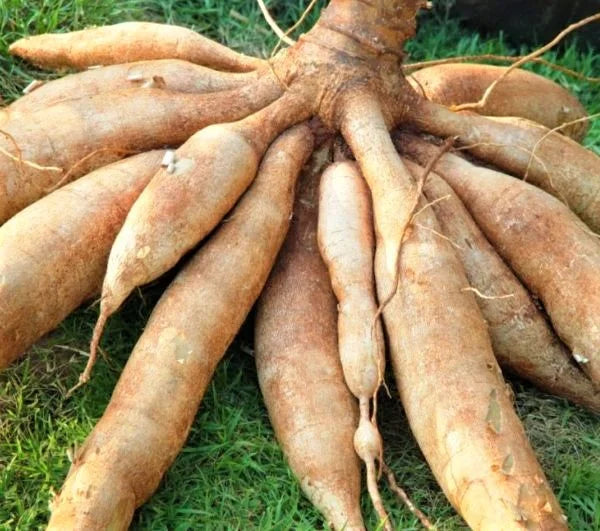 Sweet Yuca Cassava Cuttings for Planting - Manihot Cassava Root - Outdoor Growing