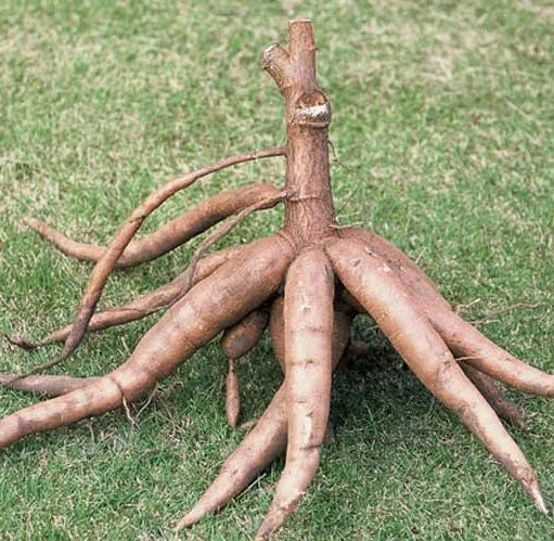Sweet Yuca Cassava Cuttings for Planting - Manihot Cassava Root - Outdoor Growing