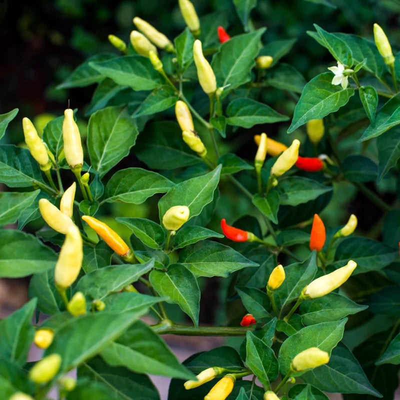 Tabasco Pepper Plant - Vegetable Plant - 2.5 Inch Pot - Spicy Peppers