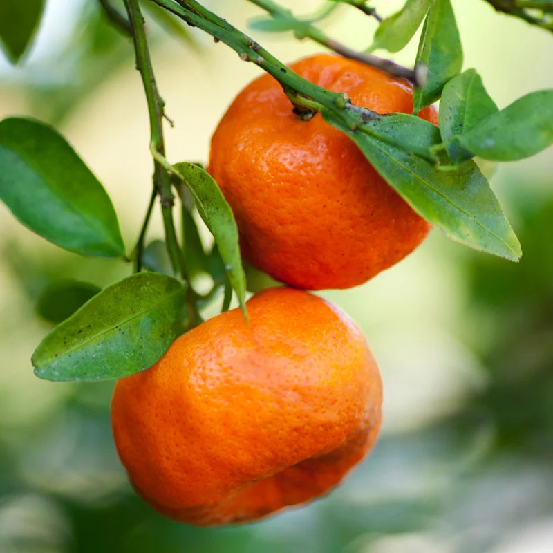 Tangerine Seeds - 6 Sweet Citrus Fruit Seeds - Grow Your Own