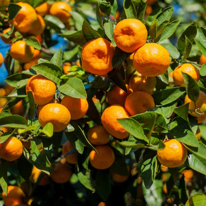 Tangerine Seeds - 6 Sweet Citrus Fruit Seeds - Grow Your Own
