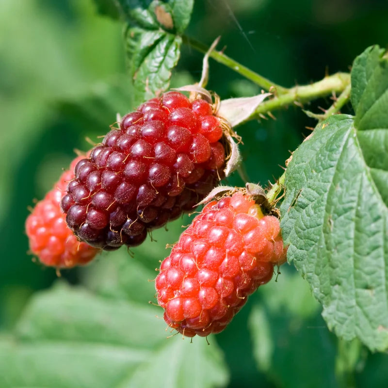 Tayberry Plant Potted - Sweet Red Raspberry Blackberry Hybrid Garden Plant