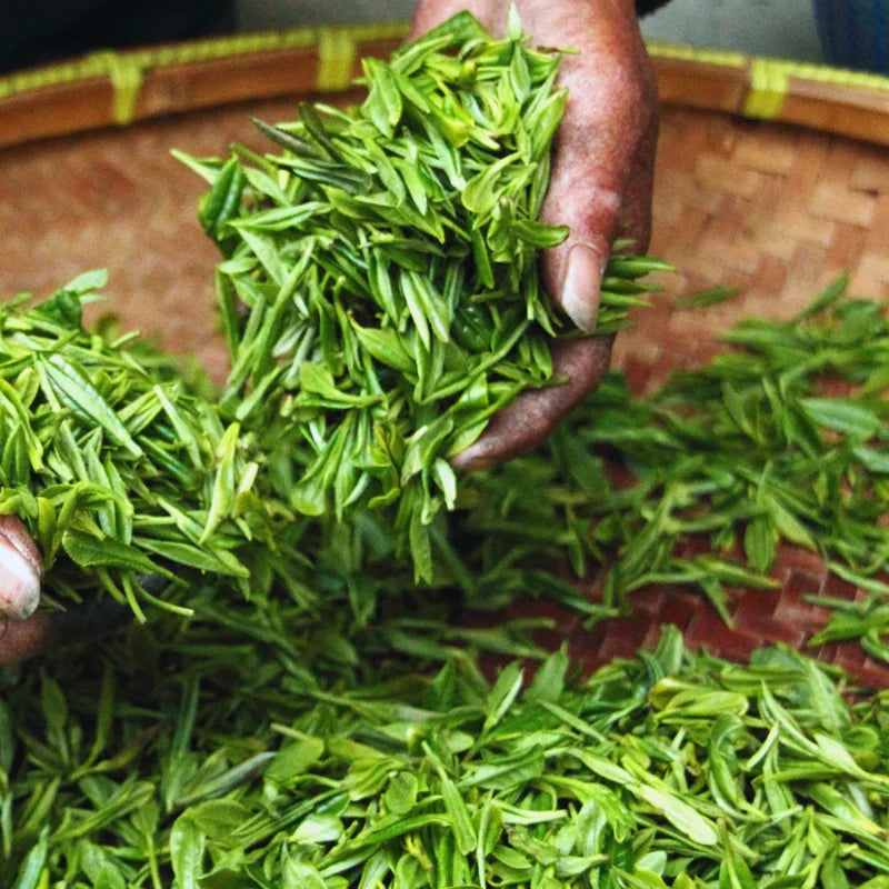 Tea Tree Live Plant - Camellia Sinensis Starter Herb Plant 5-8 Inches