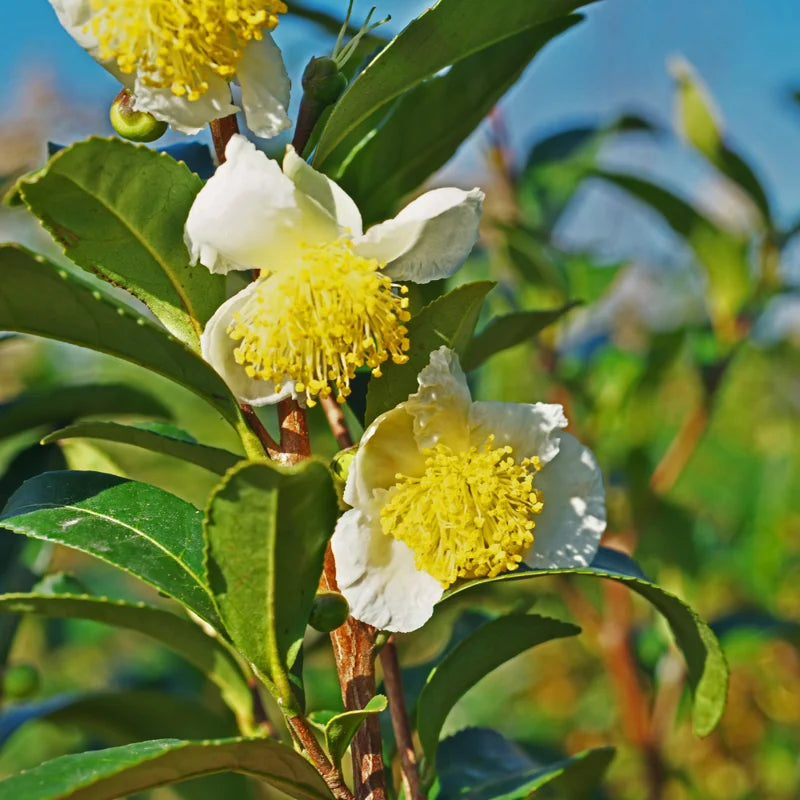 Tea Tree Live Plant - Camellia Sinensis Starter Herb Plant 5-8 Inches